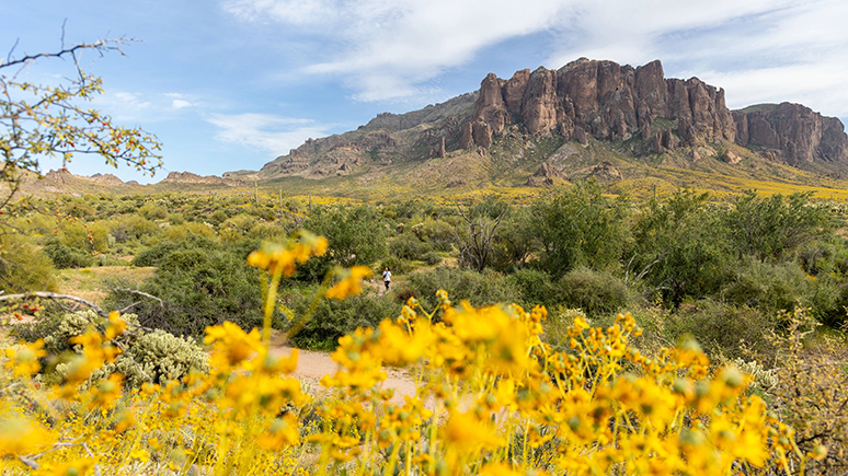 Hiker on a trail with the Superstition Mountain on the background and yellow wild flowers on the foreground.